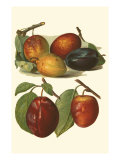 Plum Varieties I