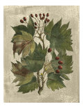 Printed Deshayes Trees I