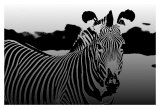 Zebra Chrome II
