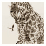 Precious Moments IV