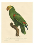 Barraband Parrot No 86