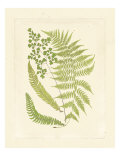 Ferns with Platemark III
