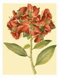 Blushing Rhodos I