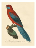 Barraband Parrot No 78