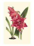 Amaryllis Blooms III