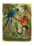 Tropical Birds III