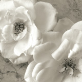 Poppy Study III
