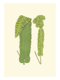 Woodland Ferns VIII