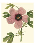 Hibiscus II