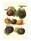 Plum Varieties II