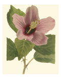 Hibiscus I