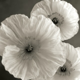 Poppy Study IV