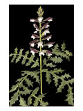 Acanthus in Bloom