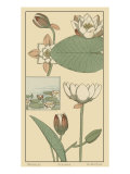 Water Lily I