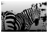 Zebra Chrome I