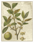 Fitch Leaves I