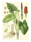 Nature's Harvest IV