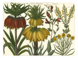 Printed Arena Botanical I