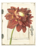 Dahlia Door