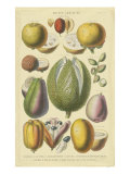 Fruits and Nuts II