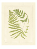 Ferns with Platemark V