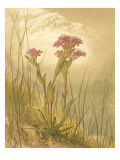 Alpine Florals II