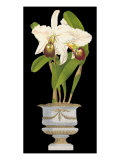 Orchids in Silver II