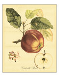 Petite Tuscan Fruits I