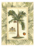Palm in Bamboo III