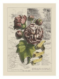 Garden for June I