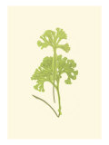 Woodland Ferns III