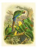 Tropical Birds I