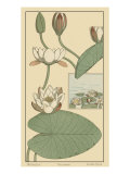 Water Lily II