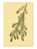 Pine Cone Pl 268