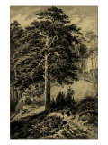 Wild Pine