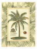 Palm in Bamboo II
