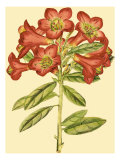 Blushing Rhodos IV