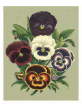 Tricolor Pansies I