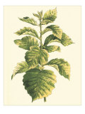 Tropical Variegation III
