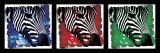 Pop Zebra