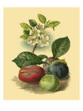 Plum Blossom