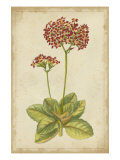 Curtis Blooms in Red III