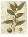 Fitch Leaves II