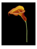 Captivating Calla IV