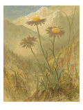 Alpine Florals III