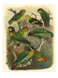 Tropical Birds IV