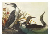 Red-Throated Diver