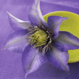 Clematis and Bowl