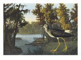 Yellow Shank