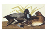 Scaup Duck